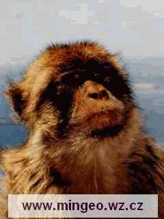 Gibraltar, bezocasá opice makak magot