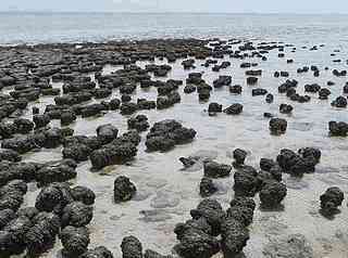 Stromatolity v Shark Bay, t.j. Žraločí zátoka, Austrálie