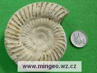 Fosilie (zkamenělina) Amonit