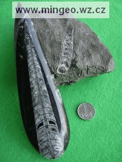 Fosilie (zkamenělina) Belemnit