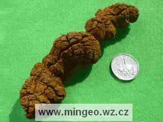 Zkamenělý trus pravěkých tvorů - koprolit